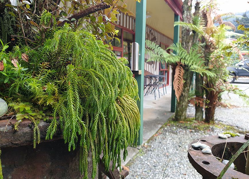 native plants
